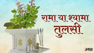 vastu shastra,vastu tips, tulsi plant, tulsi plant vastu tips,