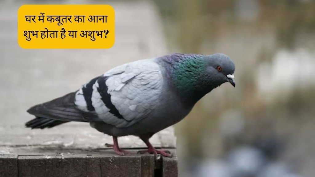 Shakun apshakun । pigeon at home । Shakun Shastra
