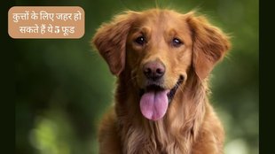 International Dog Day । Dog Health । harmful Food For Dog
