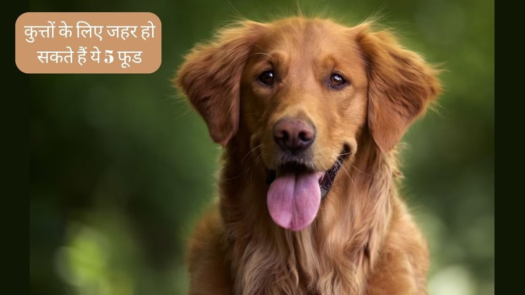 International Dog Day । Dog Health । harmful Food For Dog
