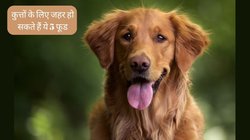 International Dog Day: अपने डॉगी को गलती से भी ना खिलाएं ये 5 फूड, पेट में जाकर बन सकते हैं जहर, जानें कैसे पहुंचाते हैं नुकसान