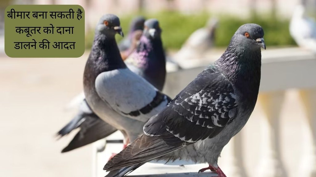 Peepal Baba । Give me Trees Trust । feeding pigeons could be dangerous
