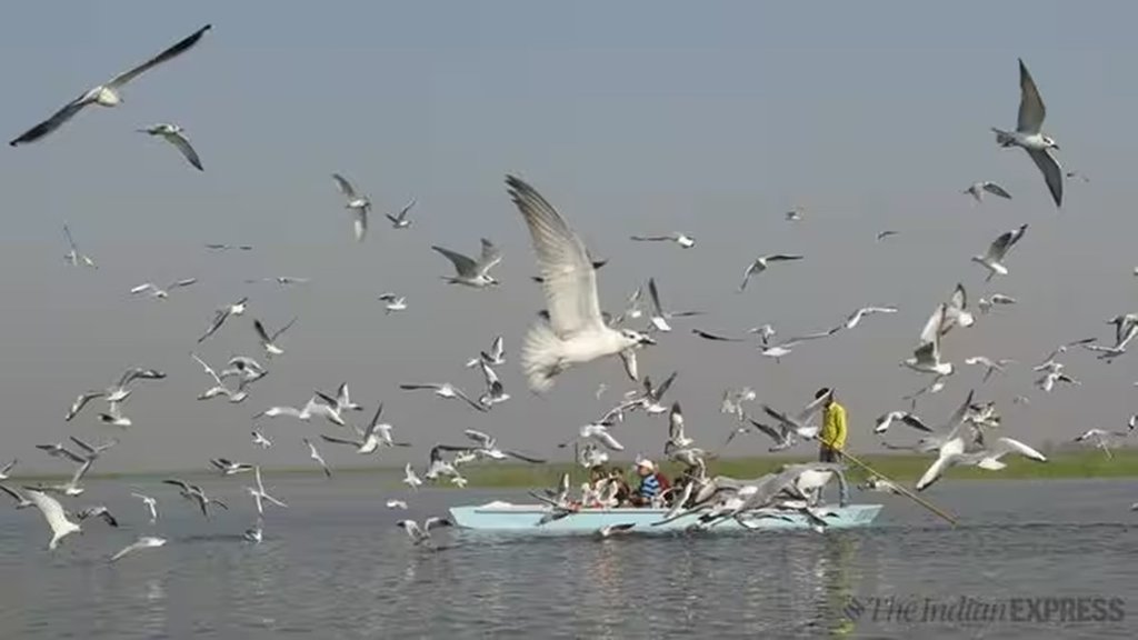 Birds| climate change