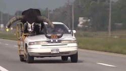 शख्स ने कार से कराई बड़े सींगों वाले सांड को सवारी, वीडियो देखने वाले सब हैरान