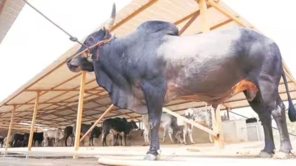 bulls transport| Gau Raksha Dal| Gurgaon Bajrang Dal