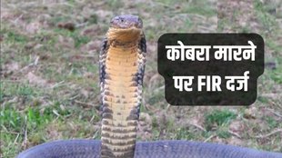 Cobra, Cobra Snake, Snake Killed