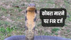Cobra Snake: कोबरा मारना शख्स को पड़ा भारी, दर्ज हो गई FIR, जानिए कितनी हो सकती है सजा