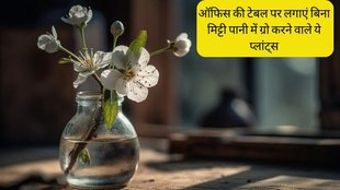 Plants That Grow Without Soil । Low Maintenance Indoor Plants । Plant That Grow in Water