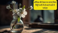 प्लांट्स पसंद हैं लेकिन रखरखाव का समय नहीं? बिना मिट्टी पानी में ही ग्रो कर जाएंगे ये पौधे, घर और ऑफिस दोनों को बना देंगे सुंदर