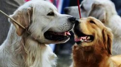 Dog Bite: यूपी के इस शहर में कुत्तों का ‘आतंक’! हर दिन आ रहे 70 से 80 मामले, CMO ने लोगों से की विशेष अपील