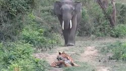 हाथी को देखते ही भाग खड़ा हुआ चीता, लोग बोले- जंगल में नहीं होती अहंकार और ताकत की लड़ाई; देखिए ये मजेदार वीडियो