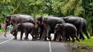 Elephant | Killed