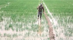 किसानों के लिए Good News…केबिनेट ने गेहूं व मसूर समेत रबी की 6 फसलों पर बढ़ाया MSP