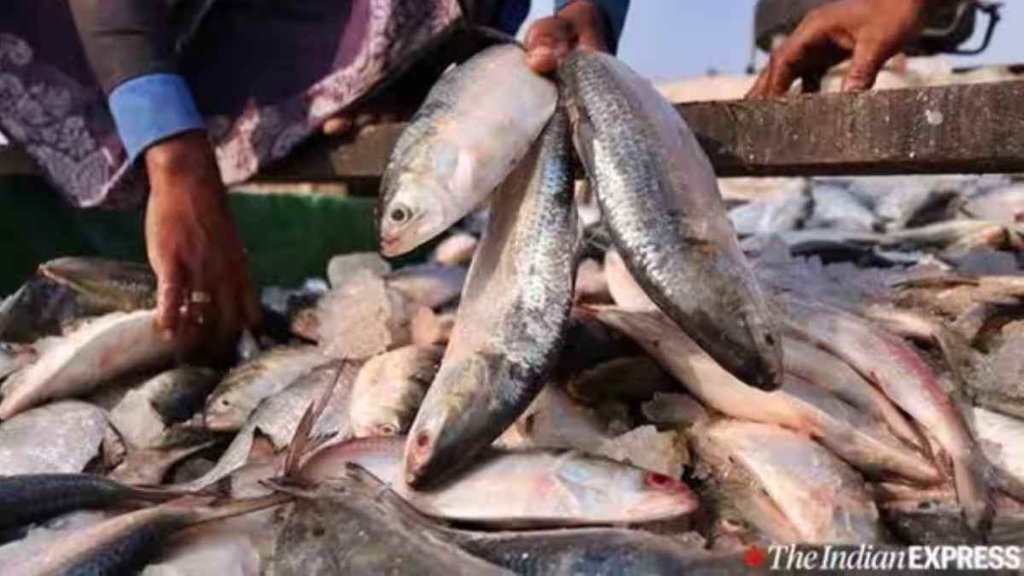 Fish II News II Virus