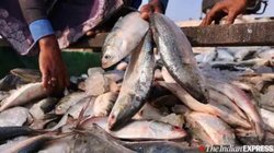 मछली खाते हैं तो हो जाएं सावधान, काटने पड़े इस महिला के हाथ पैर