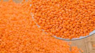 LENTIL PRICES | INDIA | CANADA |