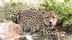 भारत में मोटी चमड़ी बनी चीतों की मौत की असली वजह