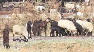 Sheep II Trending News II Viral News