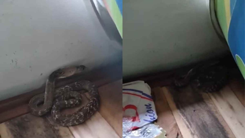 Snake II Kobara II Viral Video