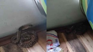 Snake II Kobara II Viral Video