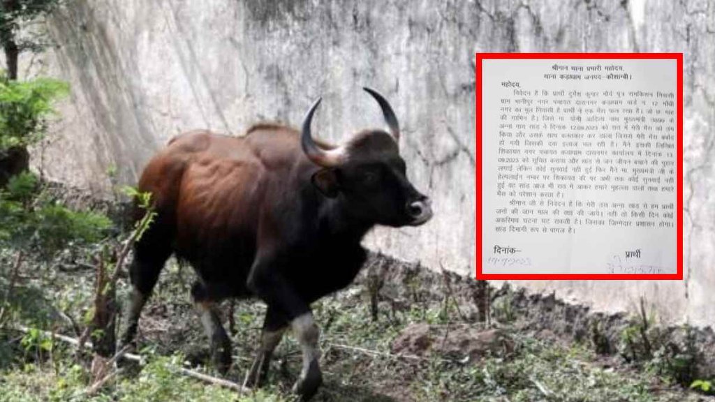 UP Bull Kaushambi