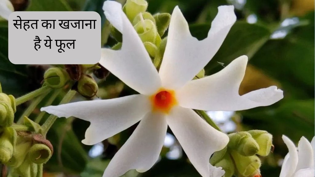 Night-flowering jasmine । Parijat Ke Fayde । Diabetes