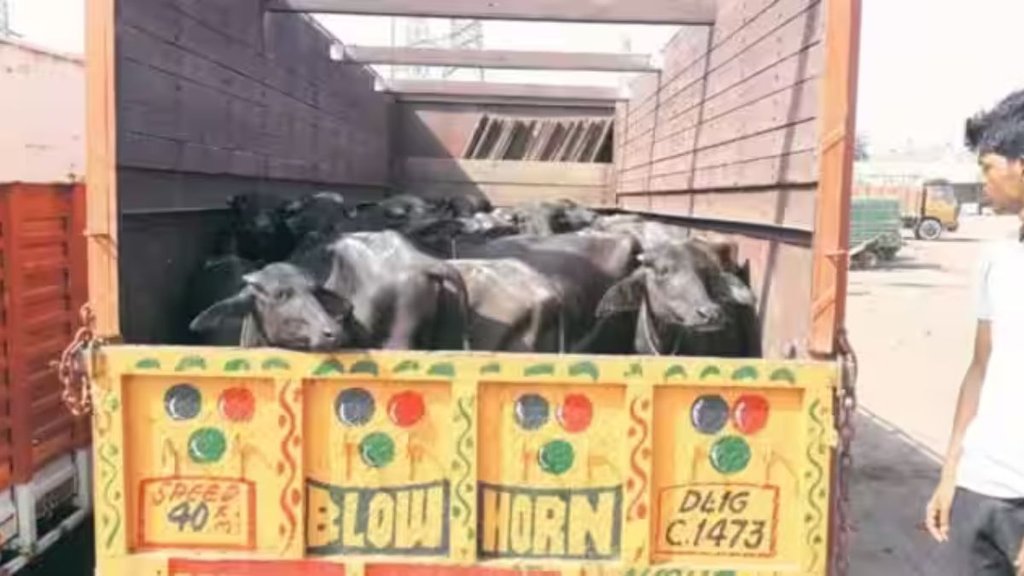 beef smuggling| beef transportation | Karnataka Crime News
