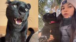 बिल्ली का बच्चा समझकर घर उठा लाई महिला, निकला ब्लैक पैंथर; देखिए हैरान कर देने वाला वीडियो