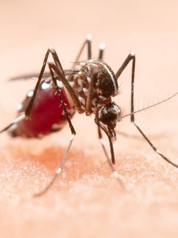 DENGUE - DIET FOR PATIENT