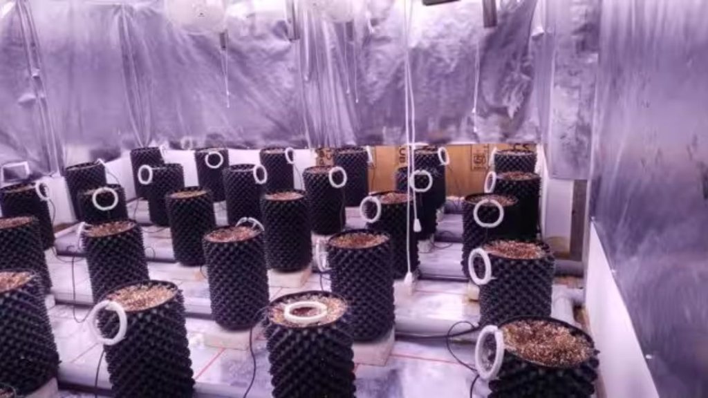 hydroponics method | Marijuana | Gujarat