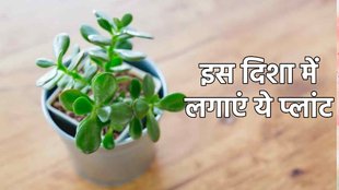 vastu tips for jade plant, jade plant vastu tips, Where To Place Jade Plant In Home