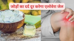 यूरिक एसिड बढ़ने से जोड़ जोड़ में रहता है दर्द, हड्डियों की डेंसिटी हो रही है कम, एलोवेरा जेल का करें सेवन गाठिया के दर्द से मिलेगा छुटकारा