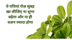 ये खास पत्तियां सेहत को पहुंचाती हैं 5 तरह के जादुई फायदे, दवाई की तरह करती हैं असर, दिन में 1 बार खाना ही है काफी