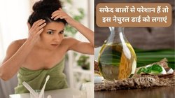 सफेद बालों की ग्रोथ दिनों दिन बढ़ती जा रही है, हेयर कलर करने से खतरा महसूस करते हैं, इस 1 हर्ब की पत्तियों का तेल और डाई लगाएं कुदरती ब्लैक हो जाएंगे हेयर