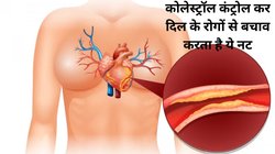 इस 1 नट का सेवन LDL के स्तर को करेगा कम, दिल के दौरे और स्ट्रॉक का जोखिम होगा न की बराबर, जीरों कोलेस्ट्रॉल इस ड्राई फ्रूट्स का इतना करें सेवन