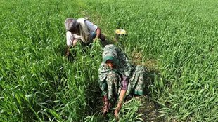 organic farming | farmer