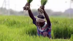 paddy | Monsoon
