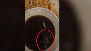 rat in food