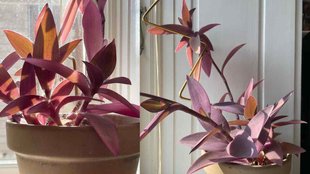 Vastu Tips for lucky plant, Vastu Tips for purple plant, Best Direction For Purple Heart Plant