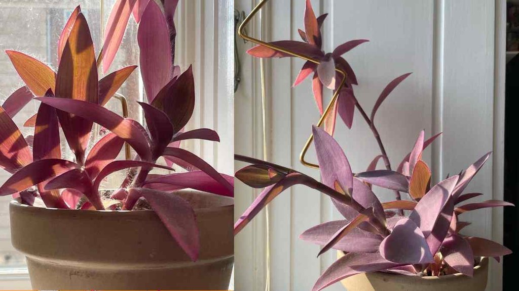 Vastu Tips for lucky plant, Vastu Tips for purple plant, Best Direction For Purple Heart Plant