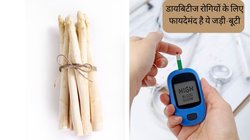 Diabetes के मरीज सोने से पहले एक गिलास पानी में मिलाकर पी लें इस जड़ी-बूटी का पाउडर, दवाओं से बेहतर होने लगेगा इंसुलिन का उत्पादन, शोध में हुआ खुलासा