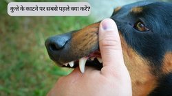 गाजियाबाद में फिर कुत्ते के काटने के 2 महीने बाद गई बच्चे की जान, कहीं नहीं मिला Rabies का इलाज, जानें कुत्ते के काटने पर सबसे पहले क्या करें