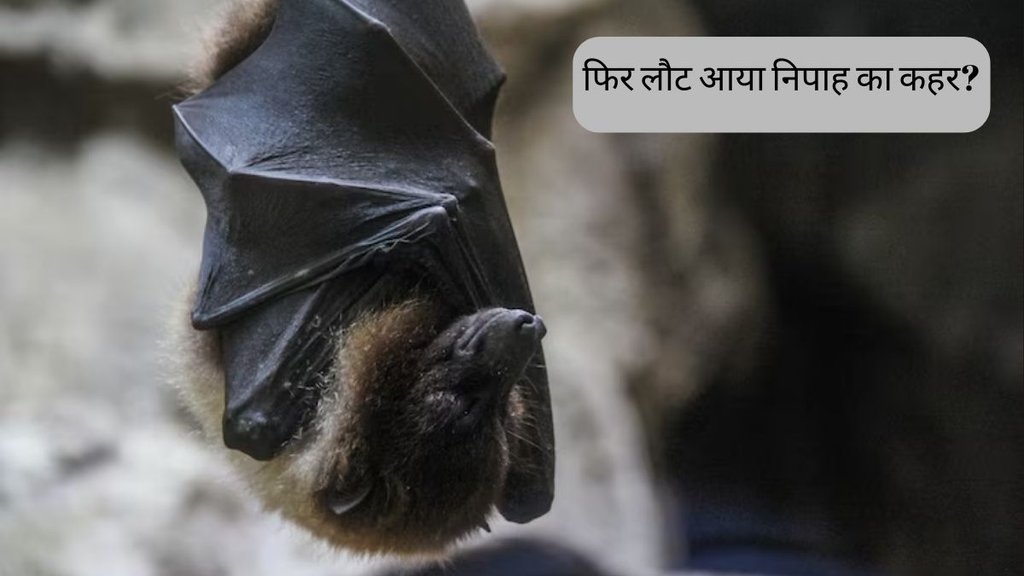 Nipah virus । nipah kerala । nipah Symptoms