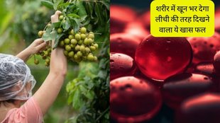 Longan । Longan Fruit । Haemoglobin Fruit