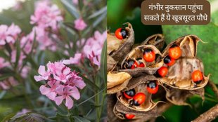 poisonous plants । deadly plants । dangerous plants