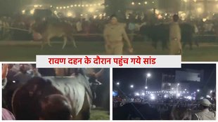 Akhilesh Yadav Ravan Dahan Bull