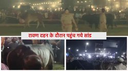 रावण दहन के दौरान घुस गए सांड, जमकर मचाया उत्पात; अखिलेश यादव ने वीडियो शेयर कर ली चुटकी