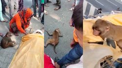 शख्स की मौत पर अर्थी से लिपटकर रोया बंदर, अंतिम संस्कार में भी हुआ शामिल! देखिए वीडियो