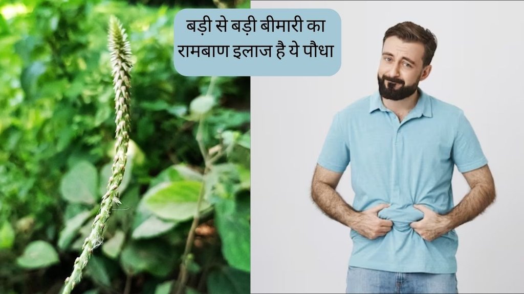 Apamarga Plant amazing Benefits । chirchita Benefits । Health News