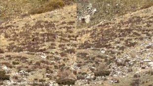 Bigfoot sighting, Colorado couple, Shannon Parker